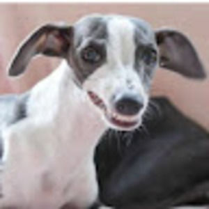 Meet your Posher, Cj